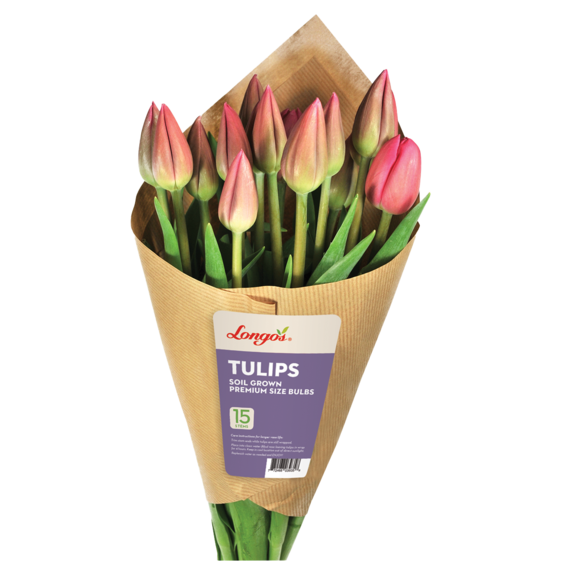 Longo's Tulips, Multi Coloured